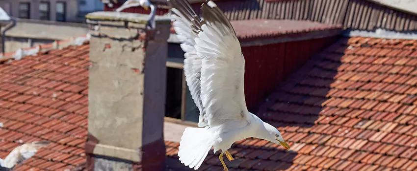 Residential Chimney Animal Removal Solution in Holland, MI